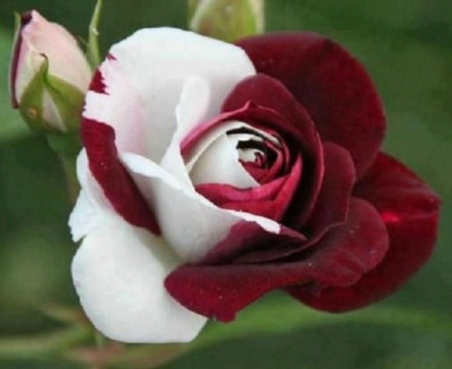 RoseDay 이미지