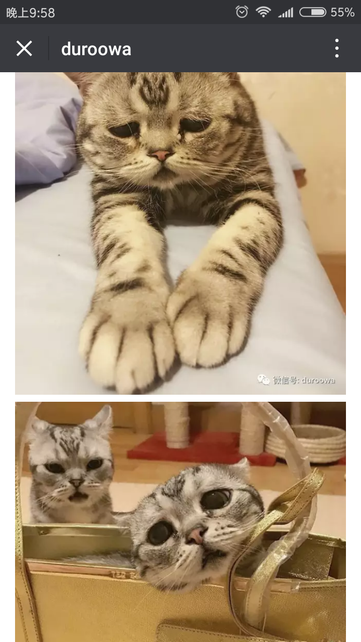 억울하다냥ㅠㅠ | 인스티즈
