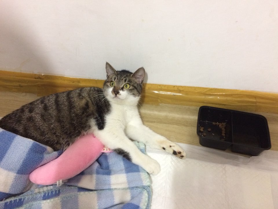 박스안에서 버려진채 떨고있던 고양이 쿠키의 평생을 함께 할수있는 따뜻한가족을 찾습니다! | 인스티즈