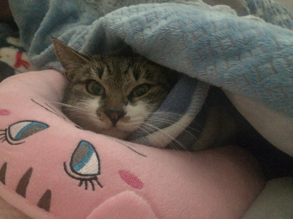 박스안에서 버려진채 떨고있던 고양이 쿠키의 평생을 함께 할수있는 따뜻한가족을 찾습니다! | 인스티즈