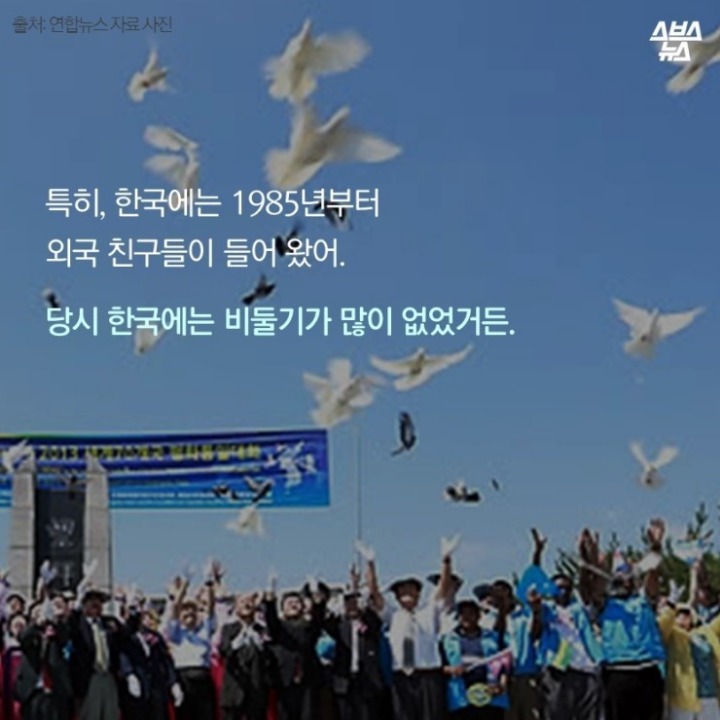 데려온 것도 인간이고 유해동물 취급도 인간이 하네-비둘기는 억울하다 | 인스티즈