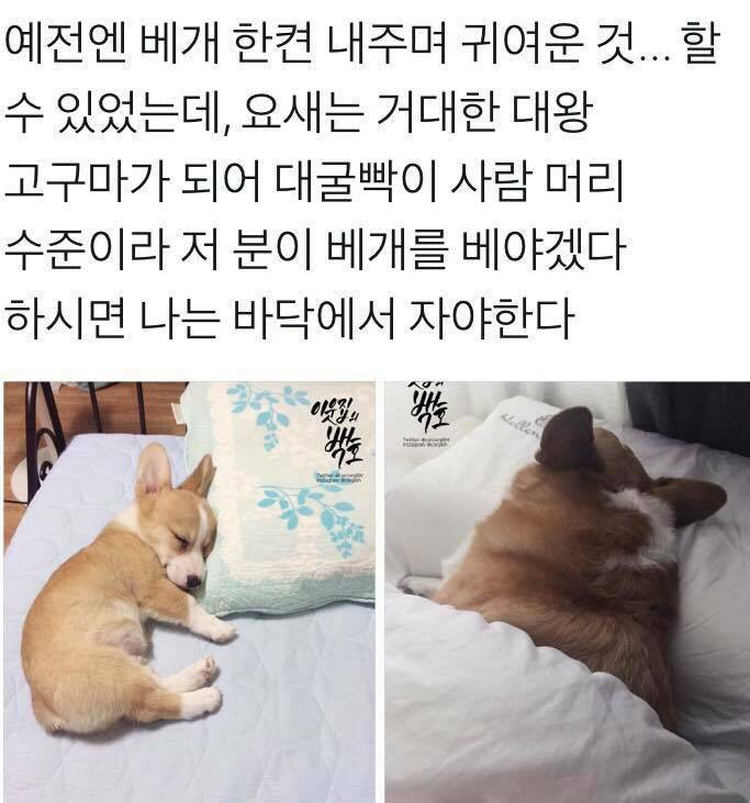 대굴빡이 사람머리수준인 웰시코기.jpg | 인스티즈