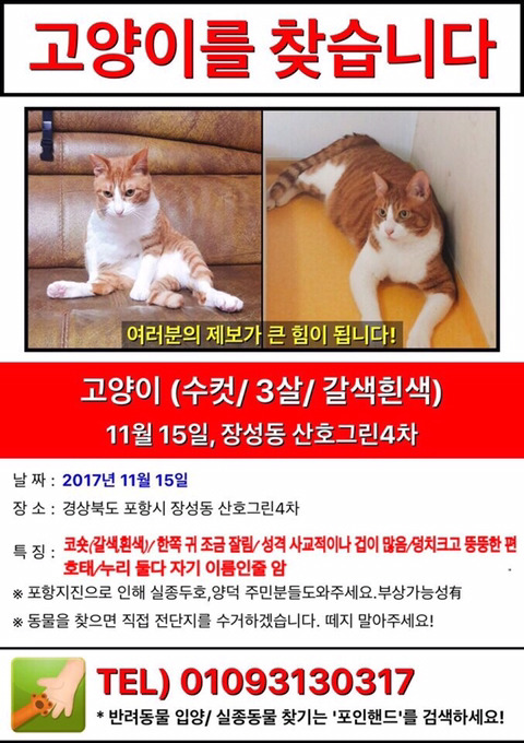 포항 지진이후 실종된 고양이를 찾습니다ㅜㅜ | 인스티즈