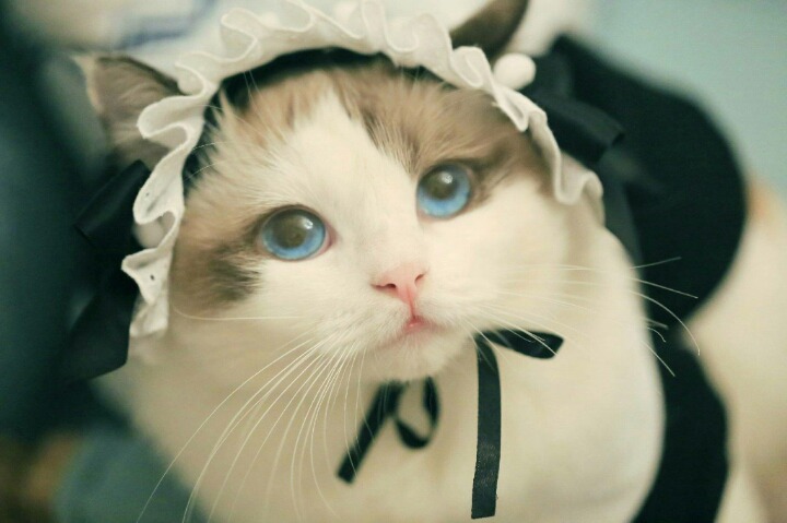 나만고양이없어! 고양이 gifjpg | 인스티즈