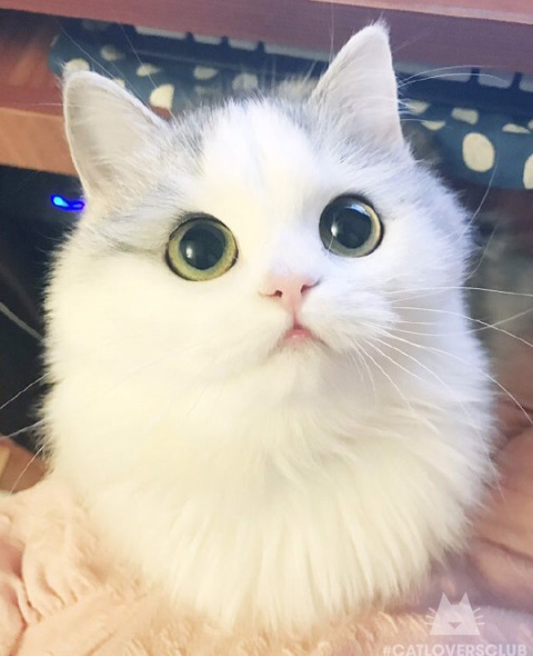 고양이 증명사진 | 인스티즈