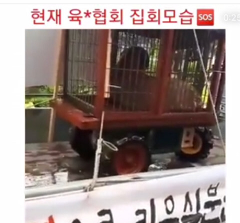 집회 도구로 개를 끌고 다니는 육견협회 좀 막아줘 (도로에 드러누워서 12시까지 시위할거래 그동안 개들은 학대당해야돼 개들 화형하려고 시도한적도 있대)🚨 | 인스티즈