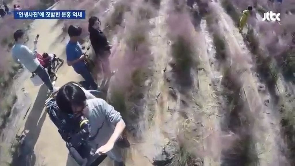 인생사진에 짓밟힌 분홍 억새.jpg | 인스티즈