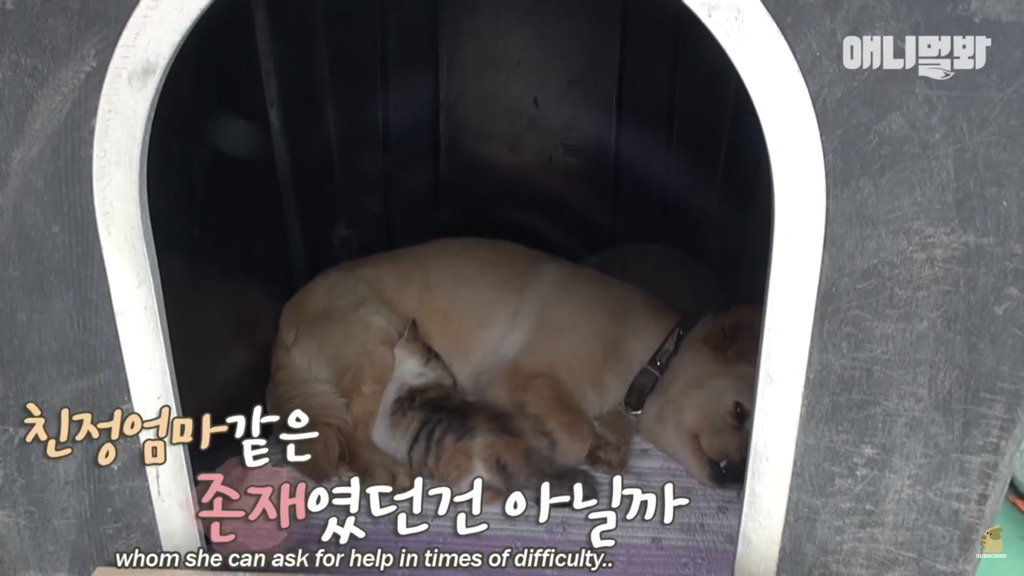 아기 고양이를 능숙하게 키우는 강아지의 사연은? | 인스티즈