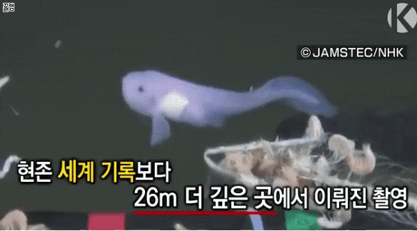 일본의 심해어 촬영 세계 신기록 | 인스티즈