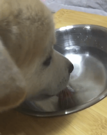 밥먹는 짱절미.gif | 인스티즈