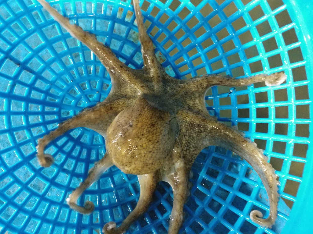 쭈꾸미 이미지