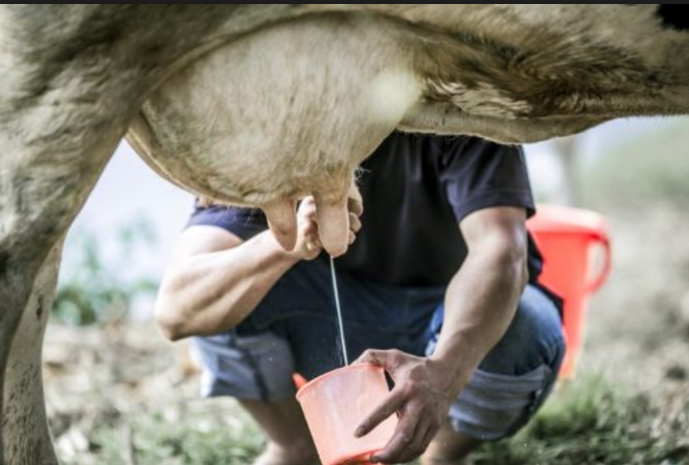 우유의 진실 - 강간으로 얻어지는 우유 (혐오주의) | 인스티즈
