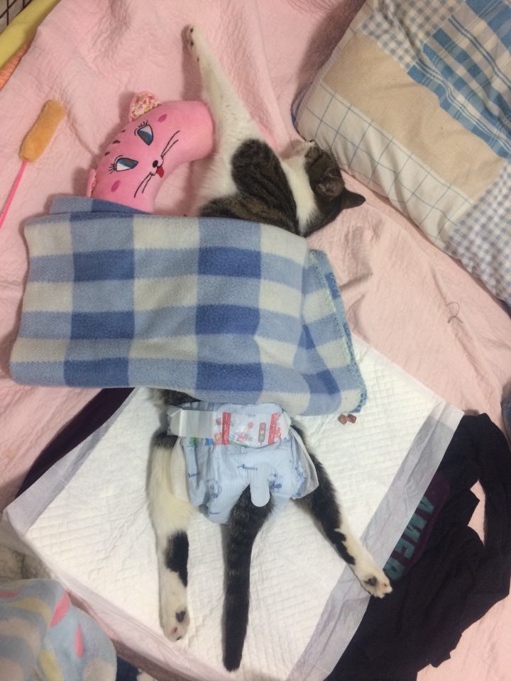 박스안에서 버려진채 떨고있던 고양이 쿠키를 도와주세요! +따뜻한 가족이되어줄 입양처를 찾습니다! | 인스티즈