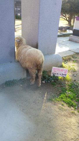 끼인거 아니에요!!!.jpg | 인스티즈