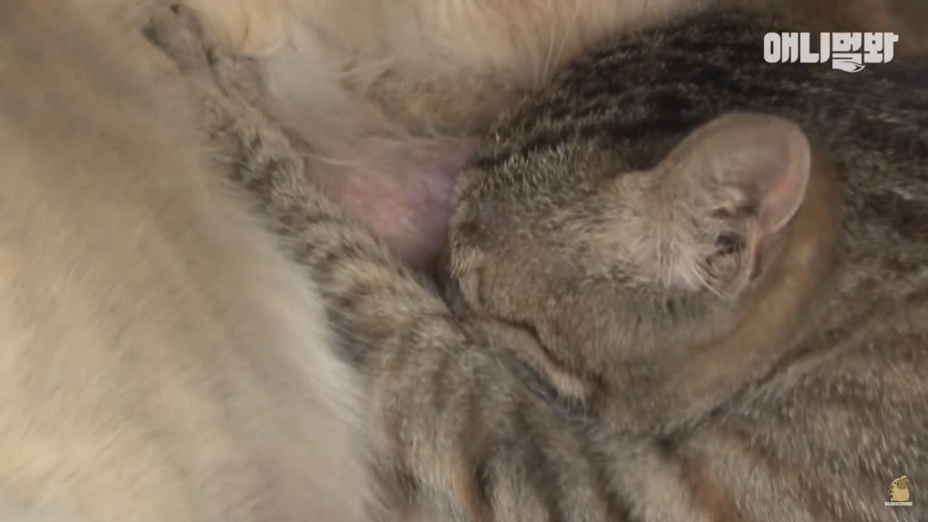 아기 고양이를 능숙하게 키우는 강아지의 사연은? | 인스티즈