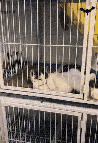 집사가 되고싶다고? GIF | 인스티즈