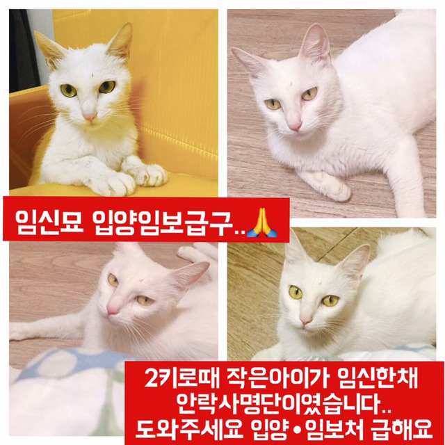 안락사명단 아이들 보고가줘ㅠㅠ 엄청많아.. | 인스티즈