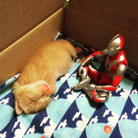 울트라맨과 고양이 | 인스티즈