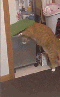 고양이가 사람을 이용한다는 증거 | 인스티즈