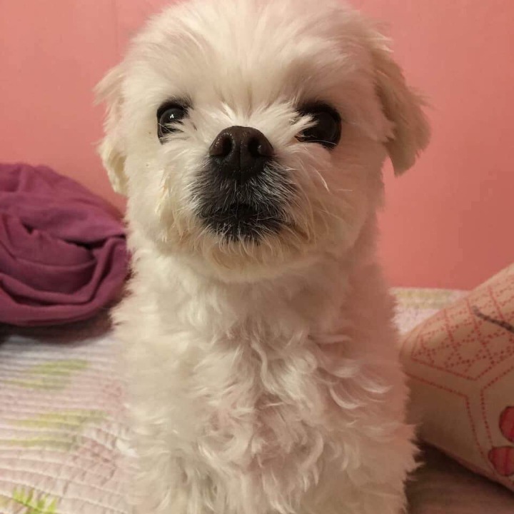 댕댕이 증명사진 | 인스티즈