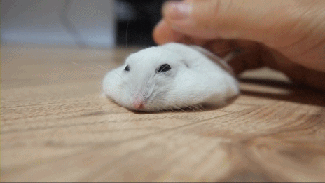 닝겐 손길이 기분좋은 동물들.gif | 인스티즈
