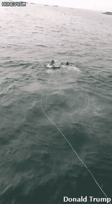 강아지 구하러 물에 뛰어드는 시민들.gif | 인스티즈