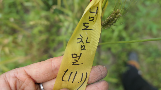 참밀 이미지