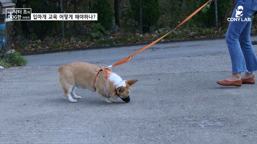 [영상] 강아지에게 거부감 안들게 입마개 교육하는 법! | 인스티즈