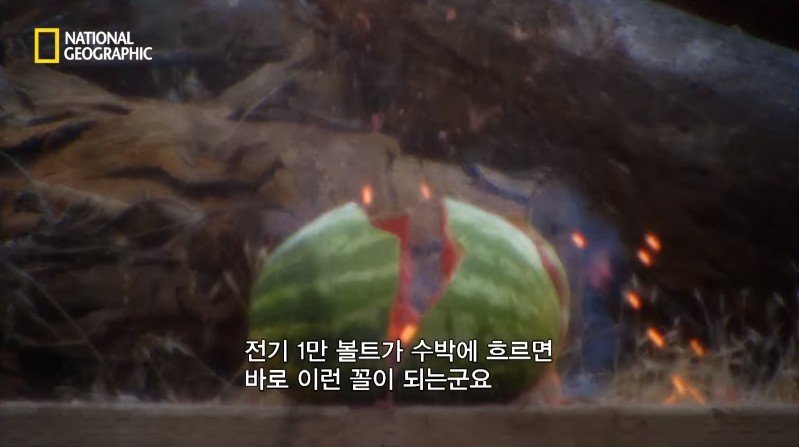 수박 안에 1만 볼트를 내보내면 생기는 일 | 인스티즈