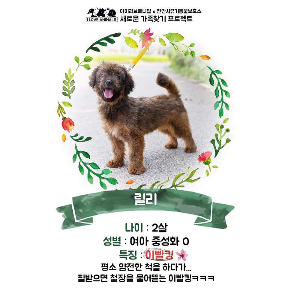 우리는 언제 가족이 생기나요? 사지 말고 입양하세요! | 인스티즈