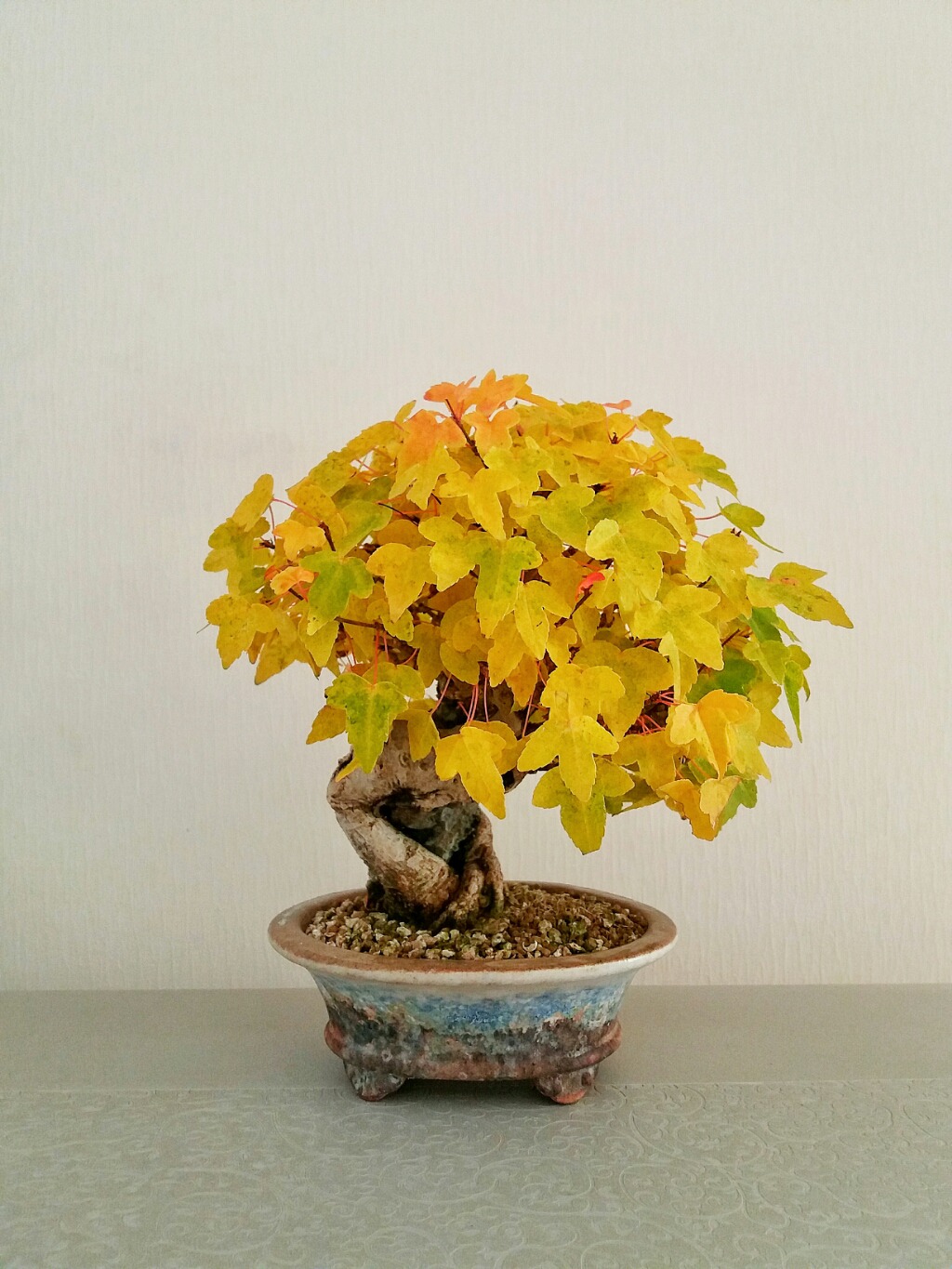 당단풍 이미지