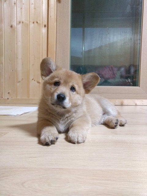 포동포동 이미지
