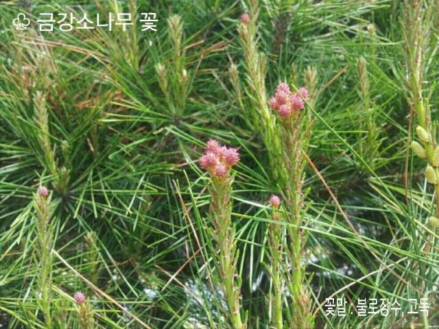금강화학 이미지