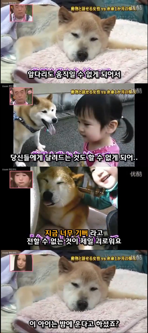 사고로 하반신 마비가되자 주인에게 비참하게 버림받은 시바견 사연 (애니멀 커뮤니케이터 하이디) | 인스티즈
