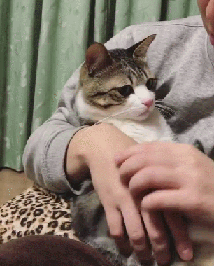 이름이 참새(すずめ)라는 사랑스런 고양이 | 인스티즈