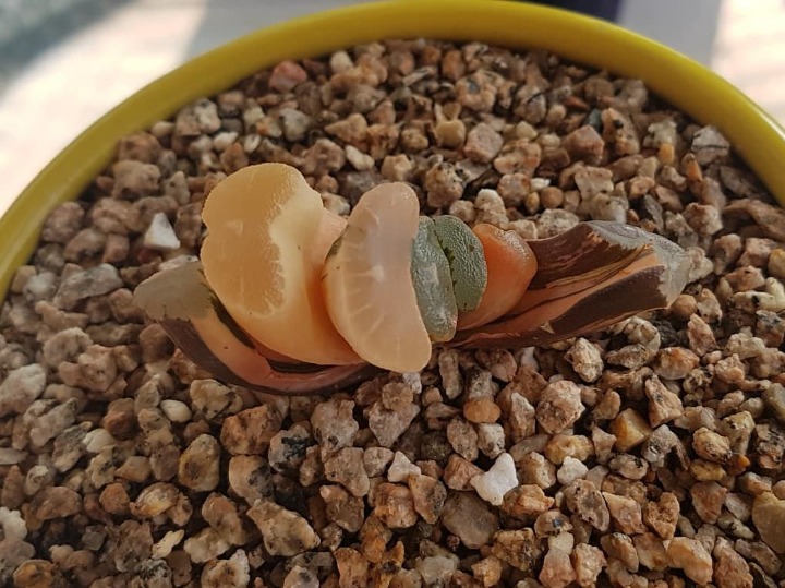 화화 이미지