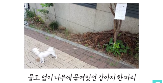 폭염 속 버려진 똘똘이가 모니로 개명한 사연 | 인스티즈