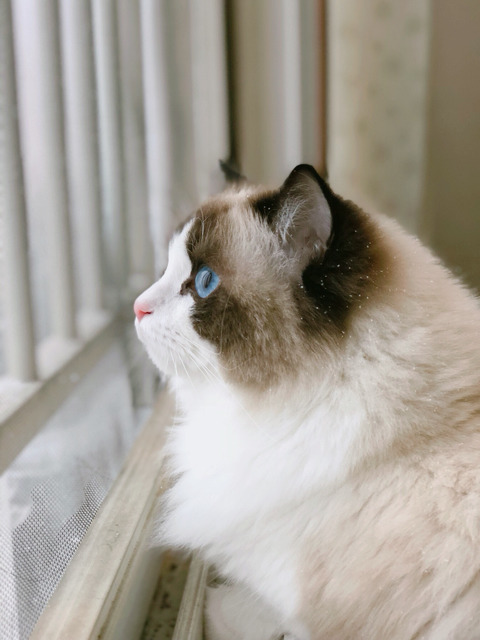 눈 구경하는 고양이 | 인스티즈