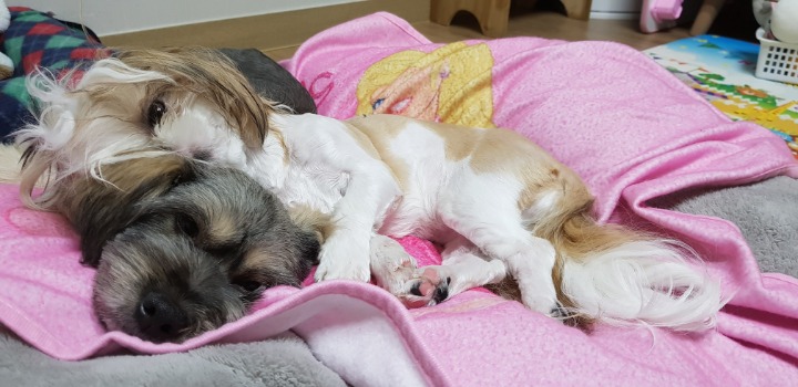 또랑 이미지