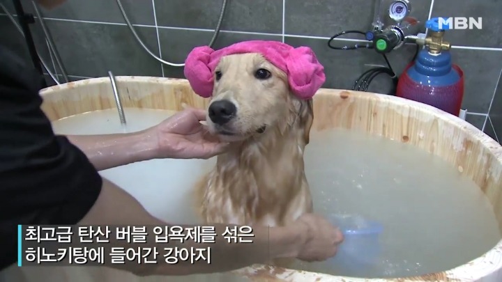 강아지 유치원 하루일과.jpg | 인스티즈