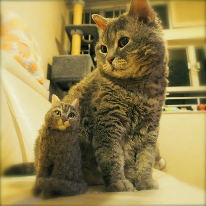 고양이 털로 만든 고양이 | 인스티즈