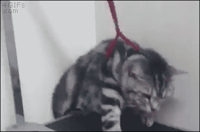 고양이 액체설의 증거들.gif | 인스티즈