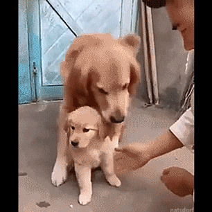 새끼 보호하는 어미개의 사연.gif | 인스티즈