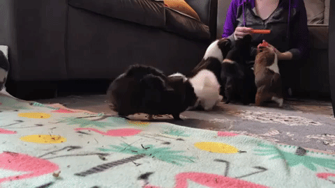 배식받는 기니피그.gif | 인스티즈