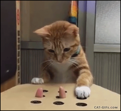 고양이 움짤 | 인스티즈