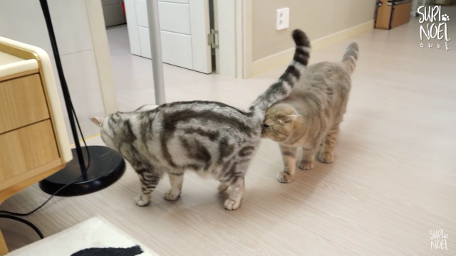 보고 있으면 힐링 되는 고양이 유튜브 채널 | 인스티즈