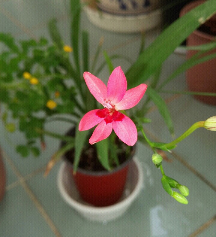 프리지 이미지