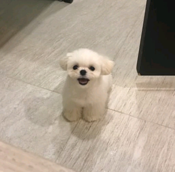 슈퍼주니어 이특이 키우는 반려견 심쿵이.jpg | 인스티즈