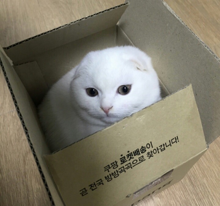 고양이 단짠단짠 모음 2탄 (귀여움 주의) | 인스티즈