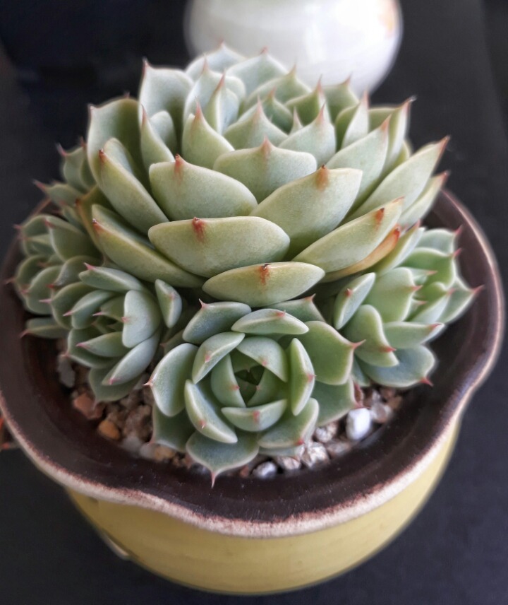 바디스 이미지